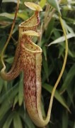 Nepenthes spectabilis x campanulata XL